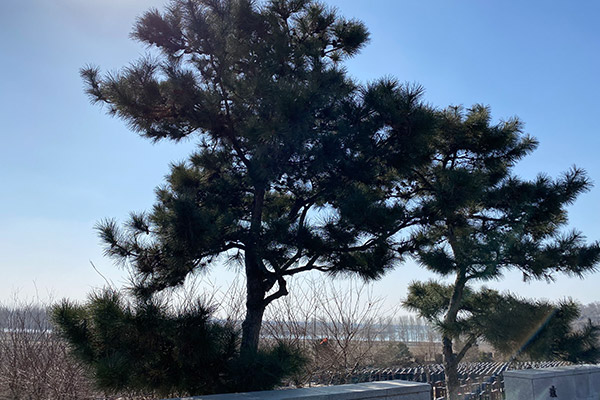 沈陽市內(nèi)最近的墓園，沈陽墓地可線上預(yù)約祭掃！
