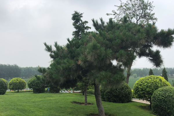 沈陽墓園自然環(huán)境調(diào)查報告