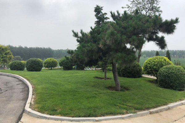 沈陽墓地樹葬全部費用大概多少錢？