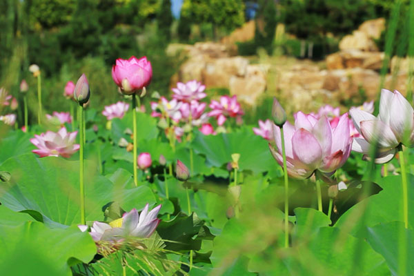 沈陽(yáng)龍生墓地綠樹成蔭，鳥語(yǔ)花香中的寧?kù)o安息之地